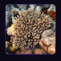 Aquacultured Acropora Frag
