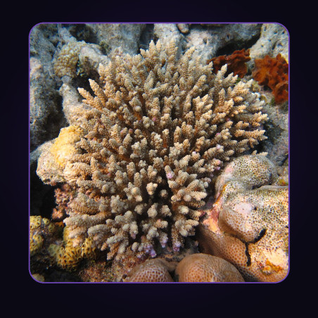 Aquacultured Acropora Frag