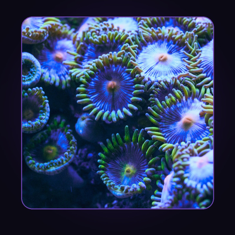 Zoanthid Colony Frag (10+ polyps)