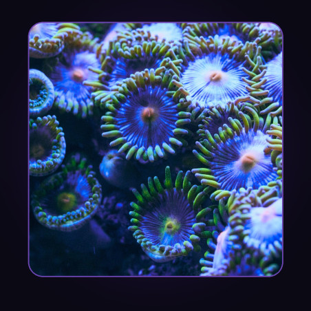 Zoanthid Colony Frag (10+ polyps)