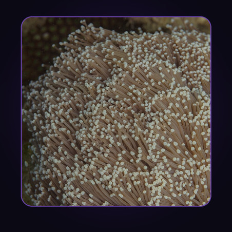 Torch Coral Frag (1 head)