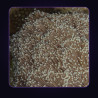 Torch Coral Frag (1 head)